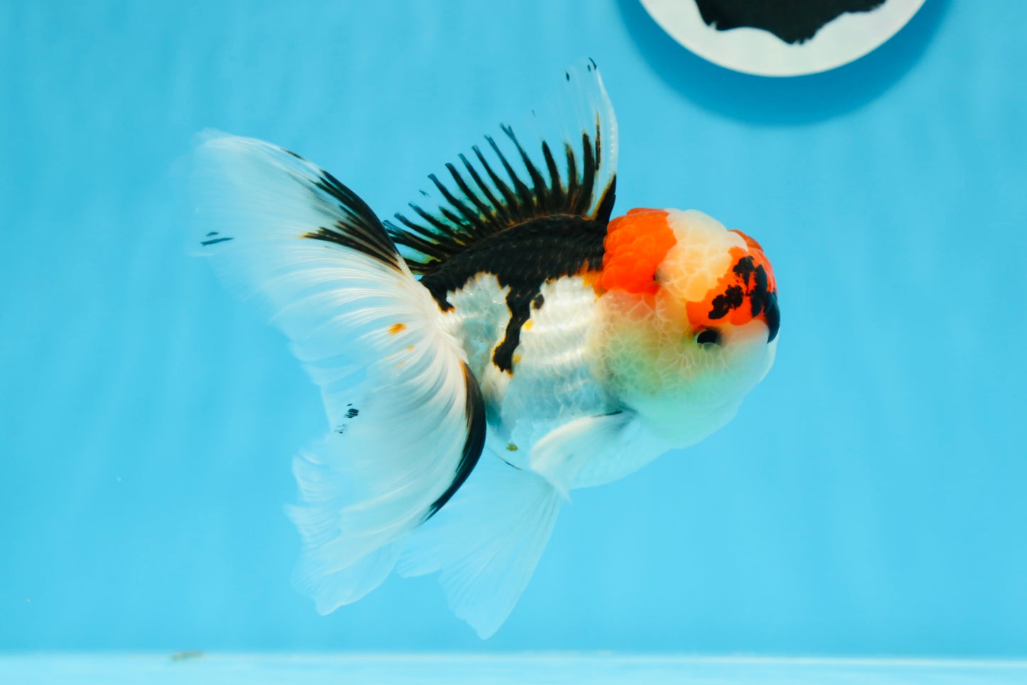 AAA Grade Tricolor Oranda Male 4.5 inches #0913OR_09