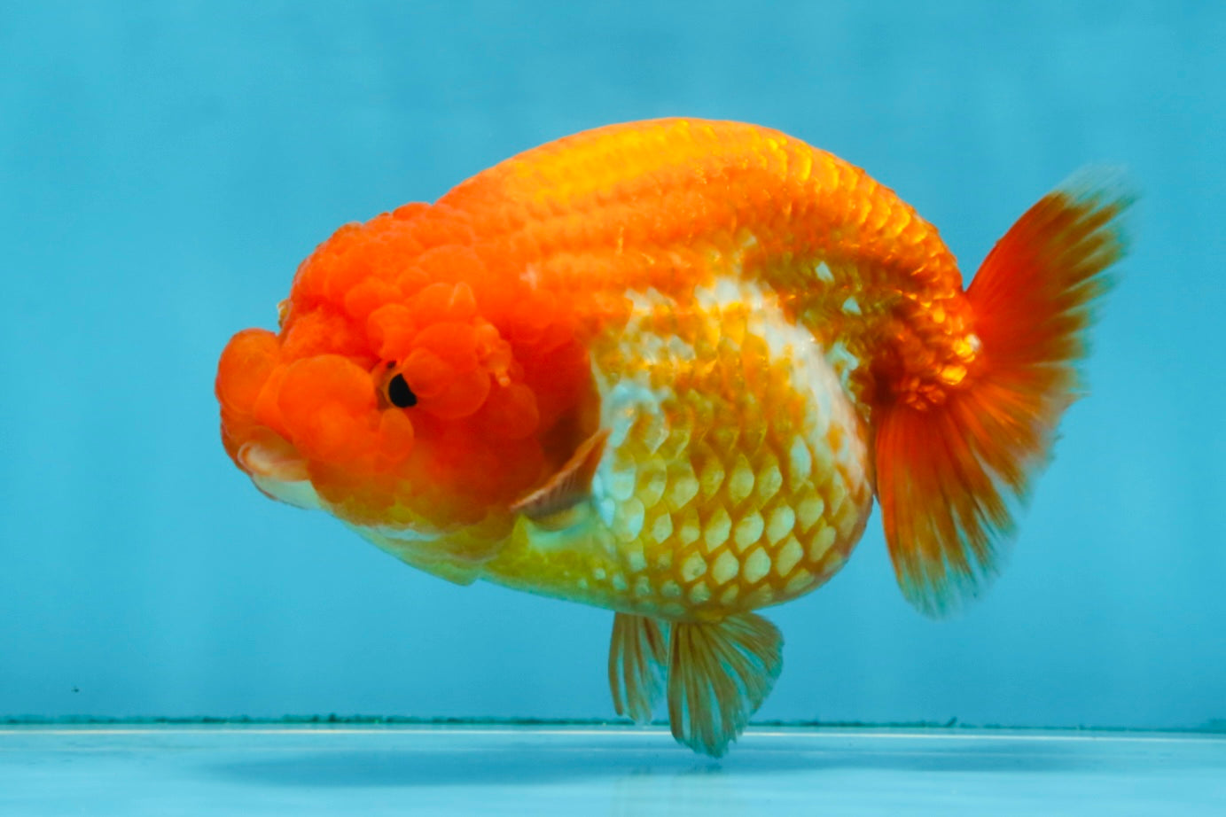 A Grade FLUFFY Red White LionQueen 5 inches #091925LC_24