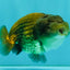 Black Copper Lionchu Female 4 inches #081426LC_26