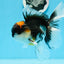 A Grade Tricolor Oranda Male 5.5 inches #0920OR_24