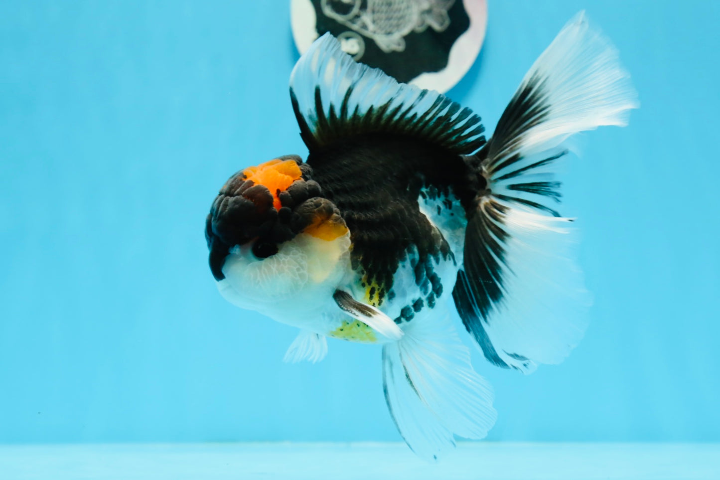 A Grade Tricolor Oranda Male 5.5 inches #0920OR_24