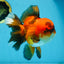 A Grade Apache Oranda Male 6 inches #080125OR_06