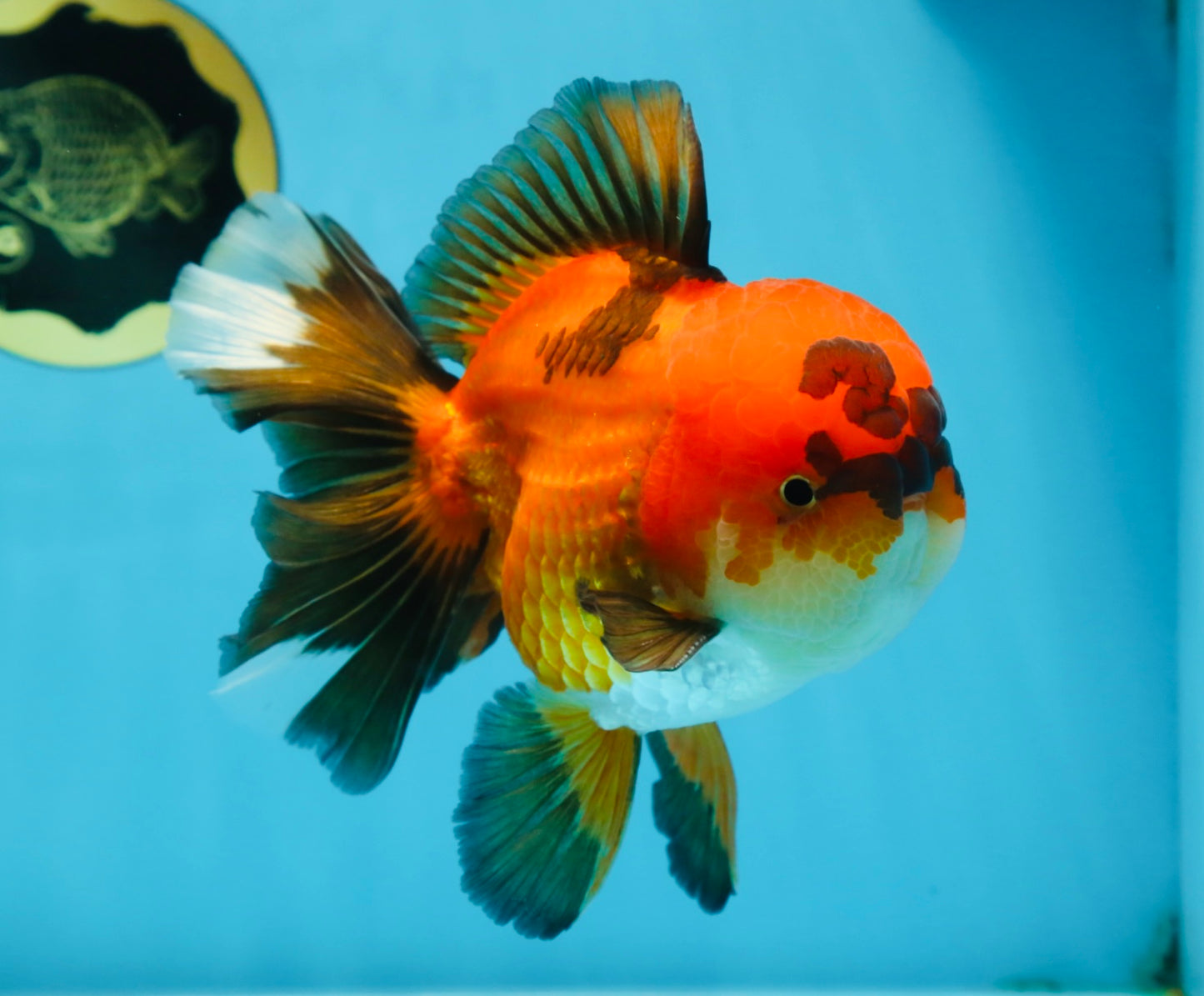 A Grade Apache Oranda Male 6 inches #080125OR_06