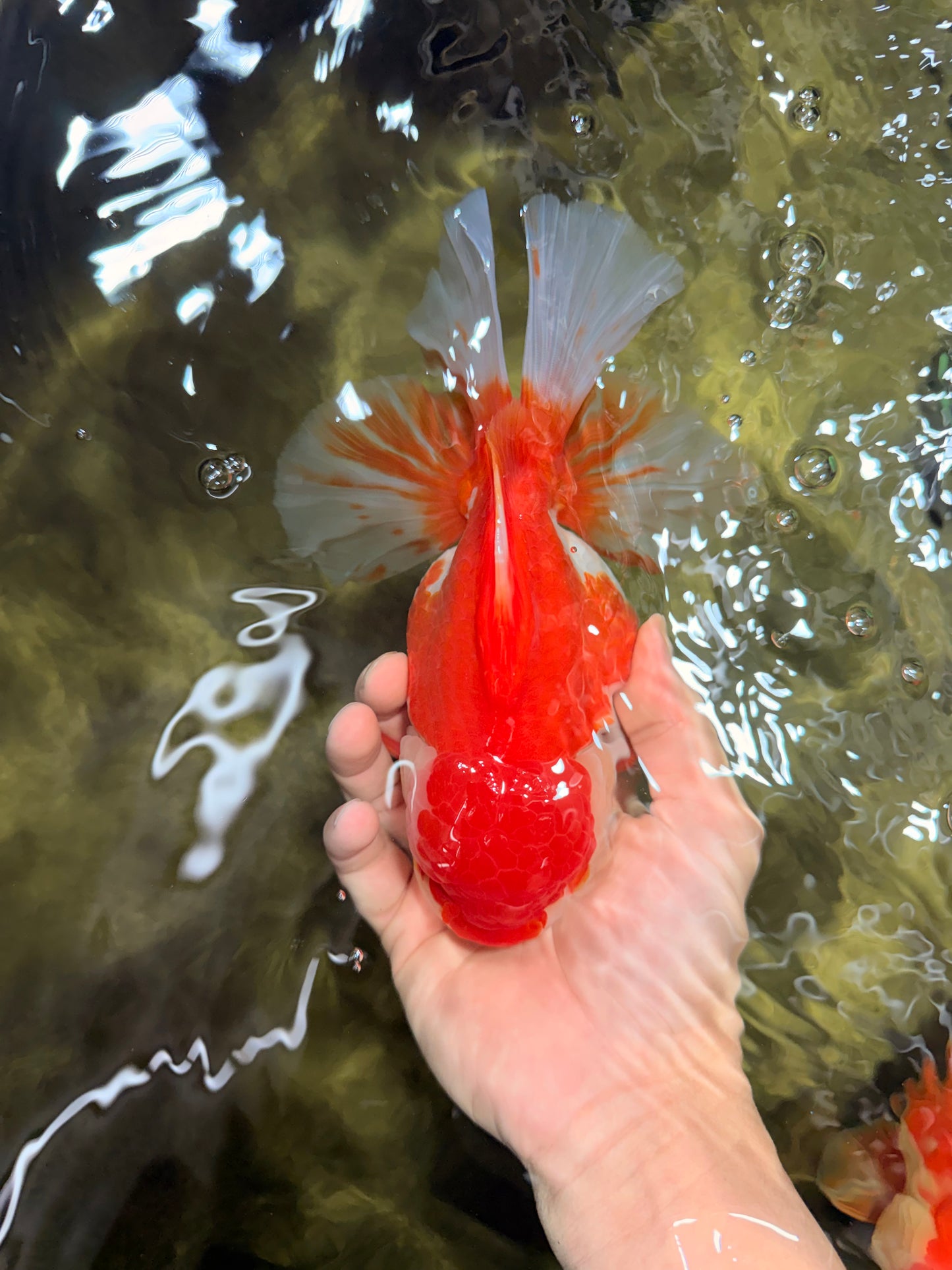 JUMBO AAA Grade Red White Oranda Female 7 inches #040326OR_22