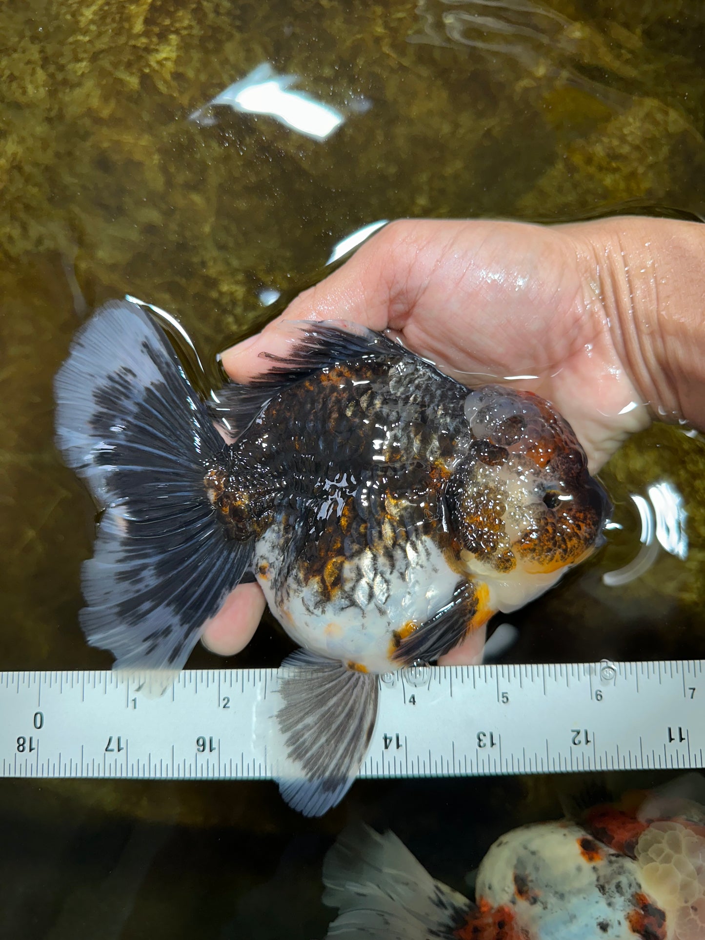 AAA Grade THICK BODY Calico Kirin Oranda Female 6 inches #080825OR_14