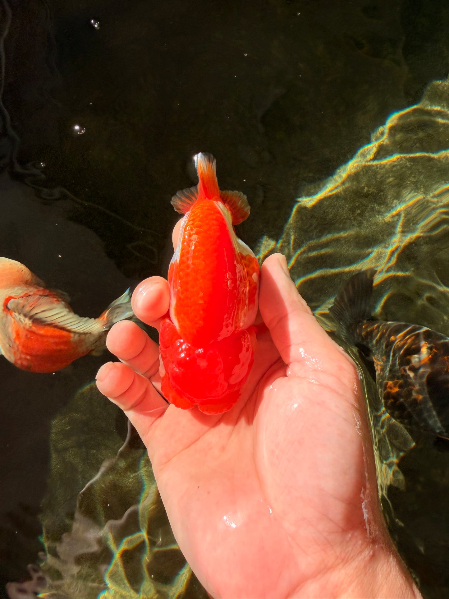TOMATO A Grade Red White LionQueen 4-4.5 inches #032726LC_17
