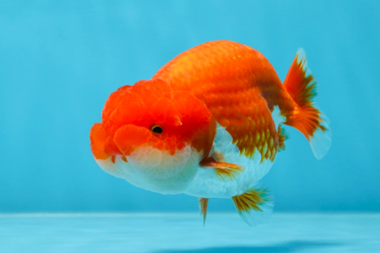 AAA Grade Red White LionKing 4-4.5  inches #053025LC_12