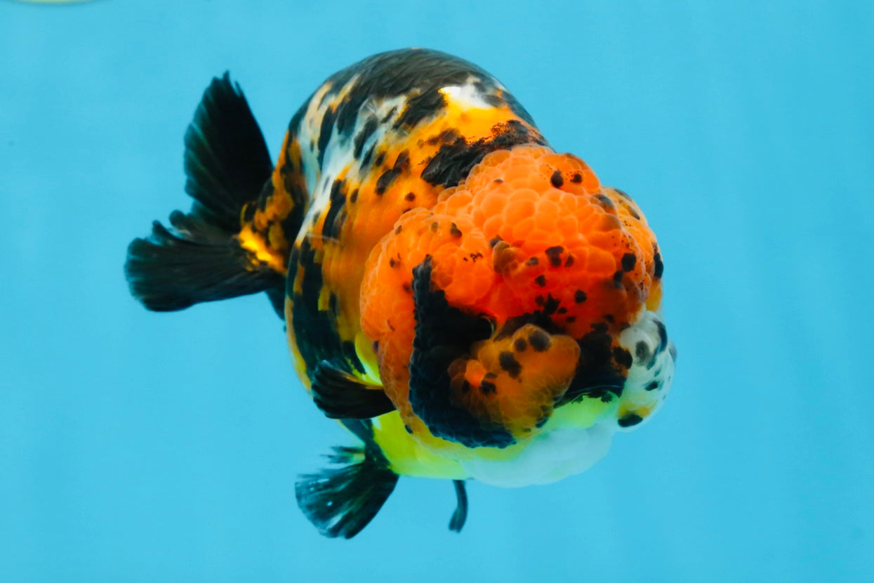 UNIQUE AAA Grade Chinese Red Head Ranchu Female 4.5-5 inches #101725RC_19