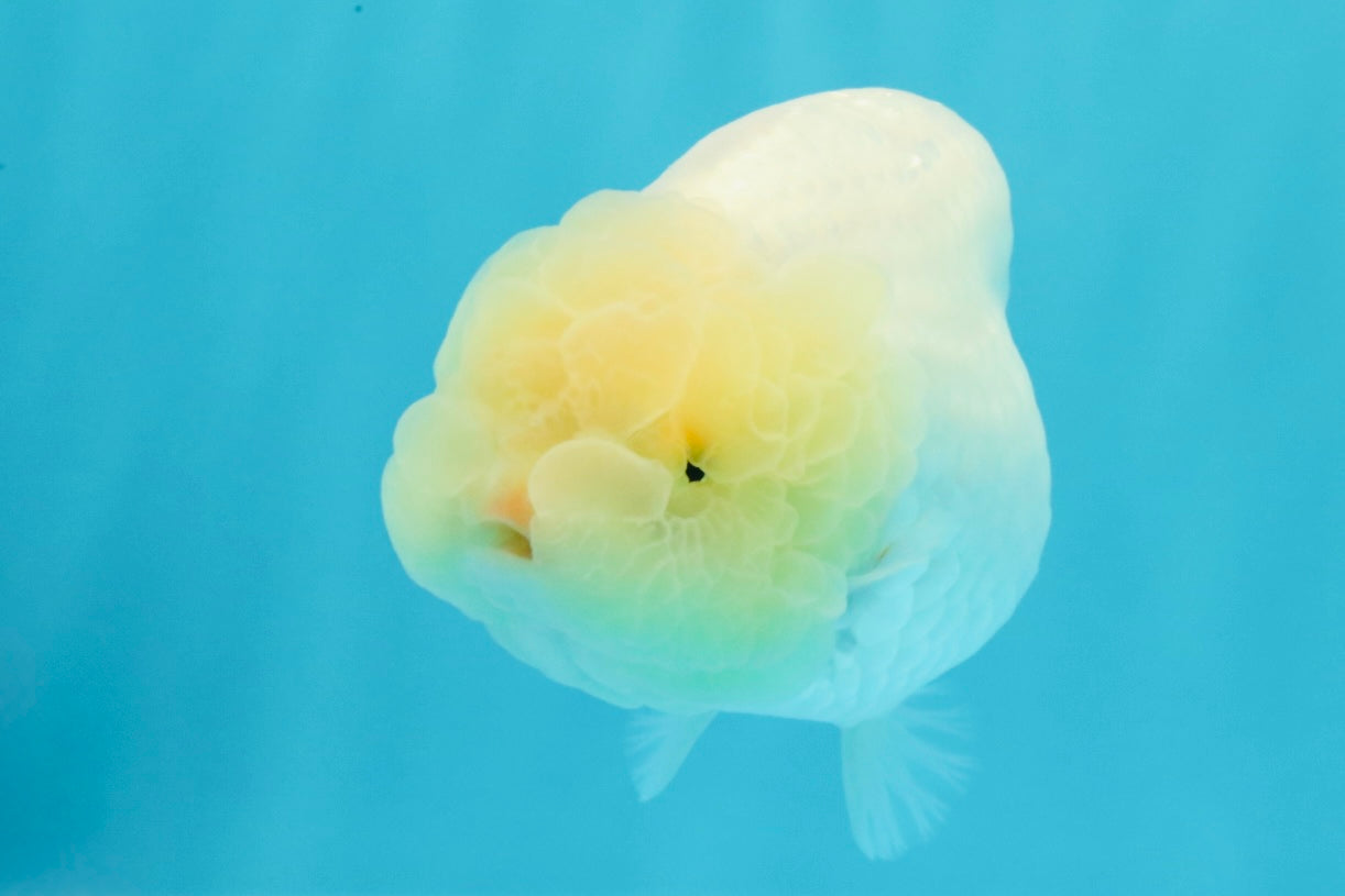 A Grade White LionQueen 4-4.5 inches #030626LC_04