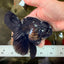 A Grade Black Oranda Male 5 inches #102326OR_13