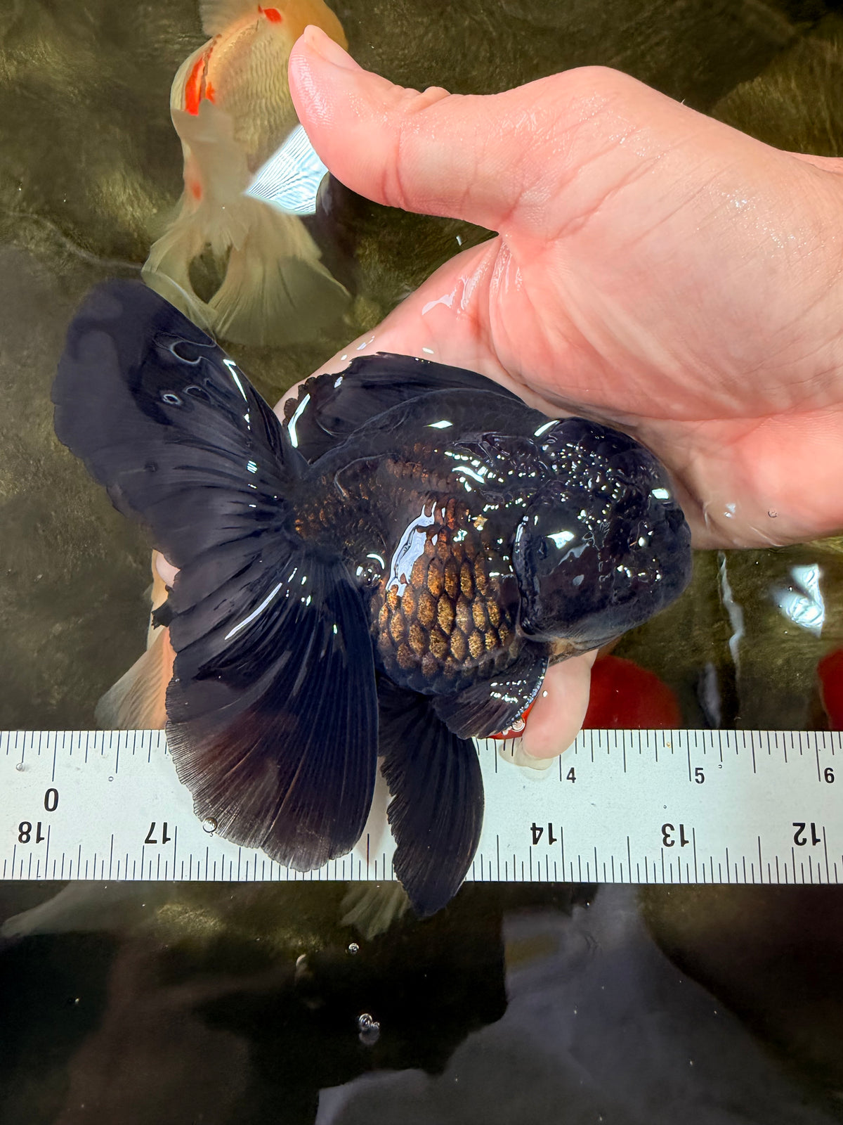 A Grade Black Oranda Male 5 inches #102326OR_13