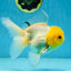 A Grade Lemonhead Oranda Male 5-inches #091225OR_28