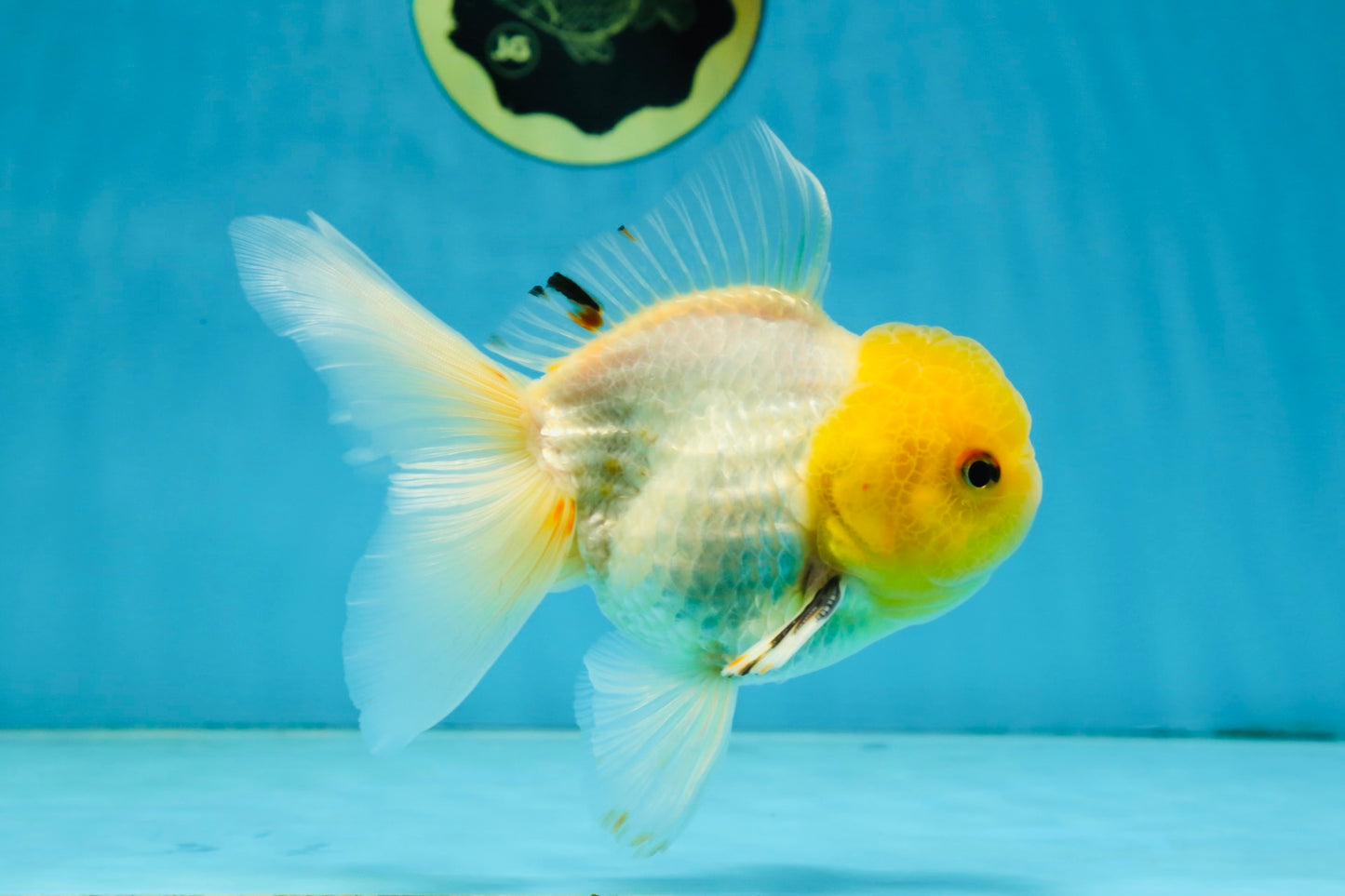 A Grade Lemonhead Oranda Male 5-inches #091225OR_28
