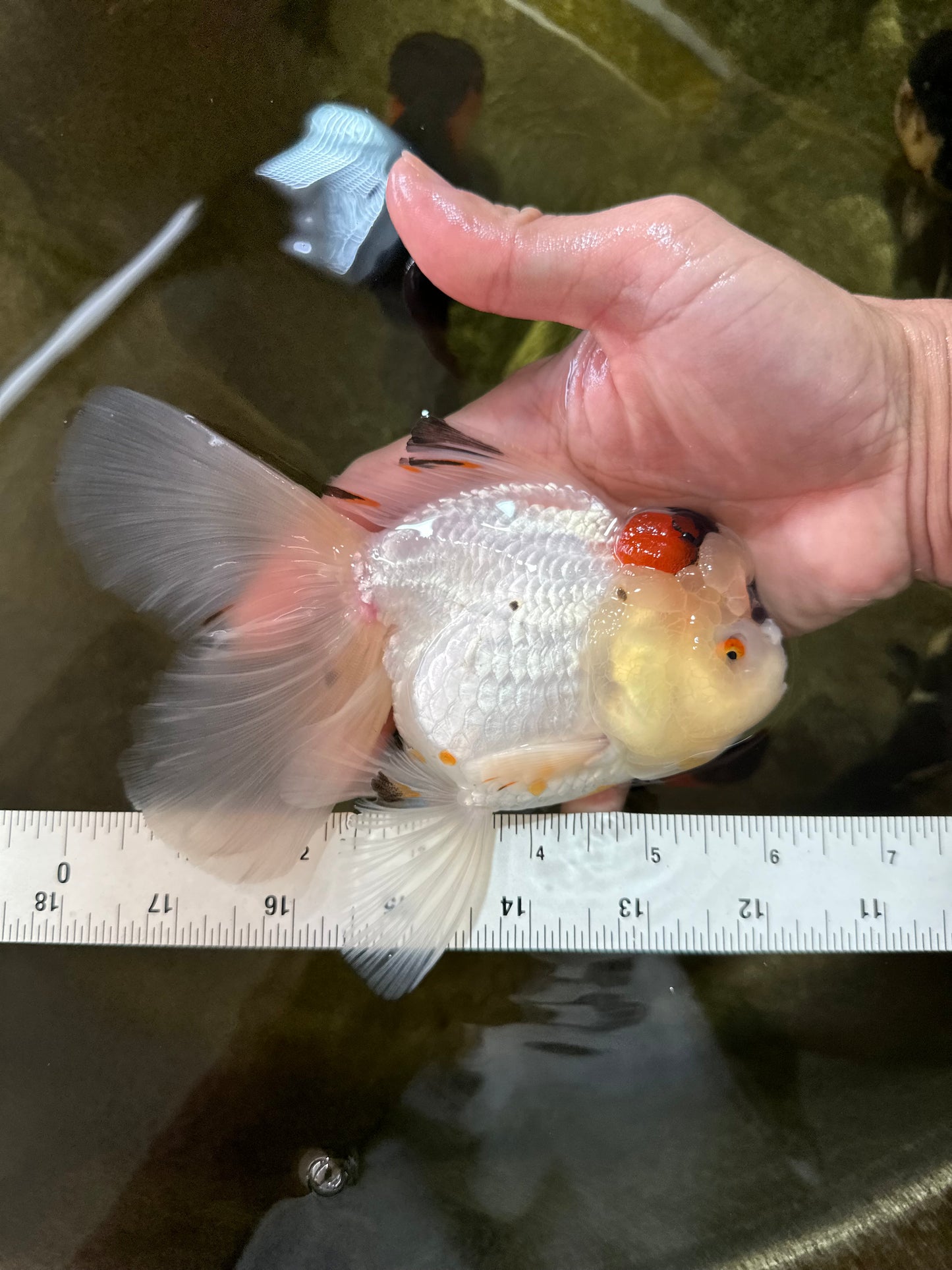 A Grade Unique Tricolor Oranda Female 6 inches #050225OR_03