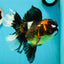 A Grade Pompom Tricolor Oranda Female 6.5 inches #112224OR_20