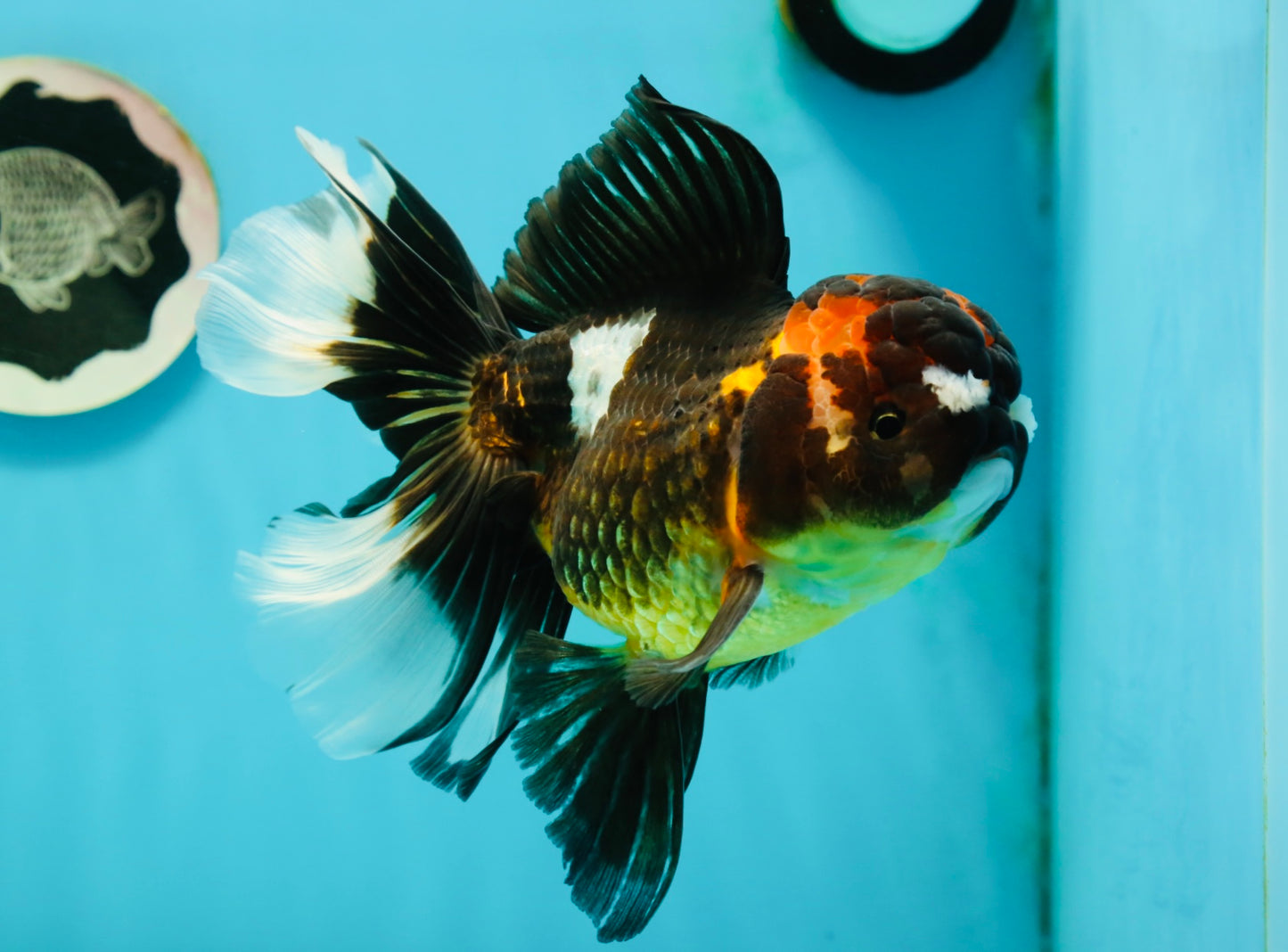 A Grade Pompom Tricolor Oranda Female 6.5 inches #112224OR_20