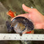 A Grade Black Ranchu Male 5-5.5 inches #071726RC_07