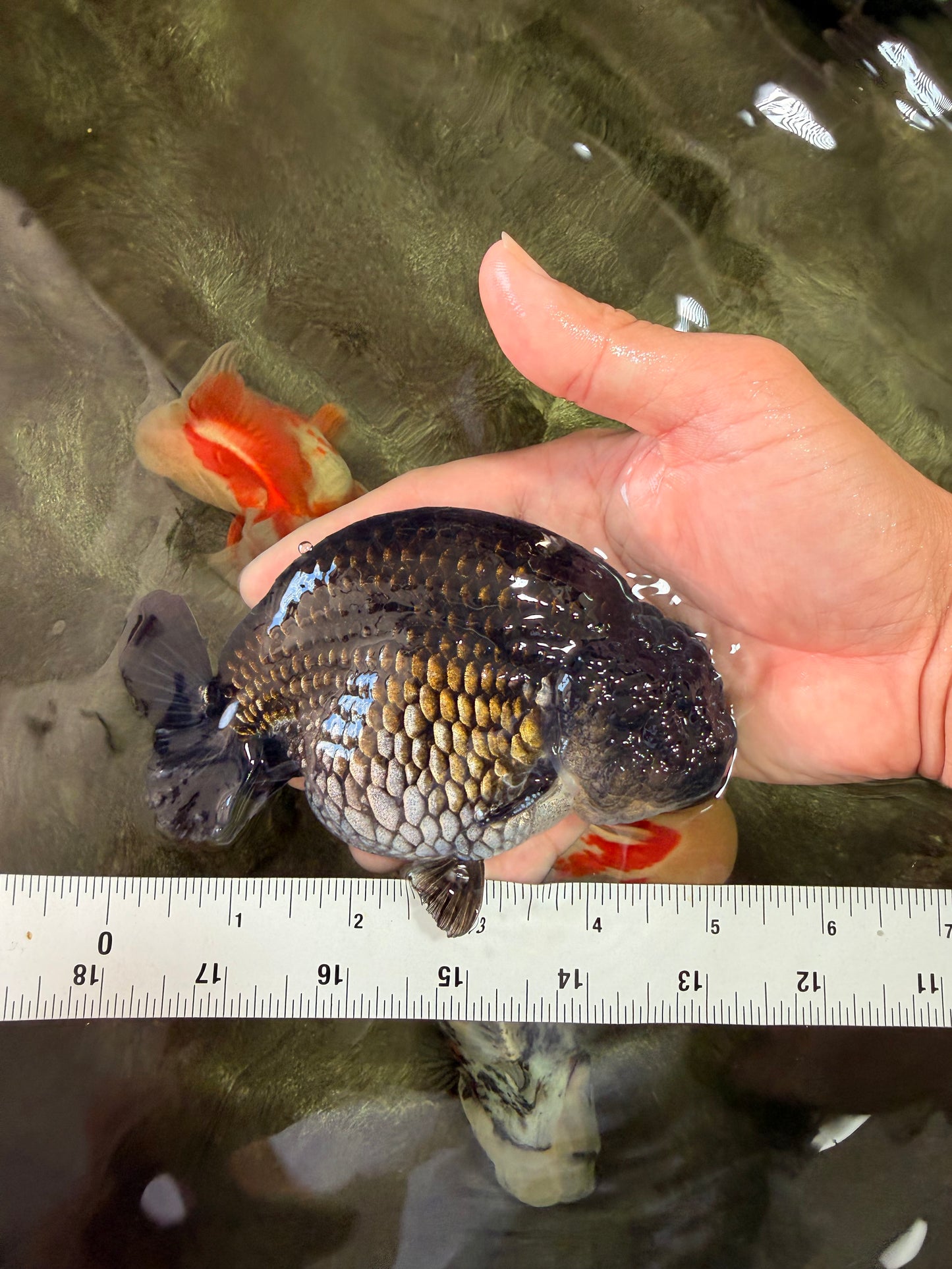 A Grade Black Ranchu Male 5-5.5 inches #071726RC_07