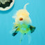 RARE YELLOW Lemonhead Neon Tail Oranda Male 5 inches #0531OR_12