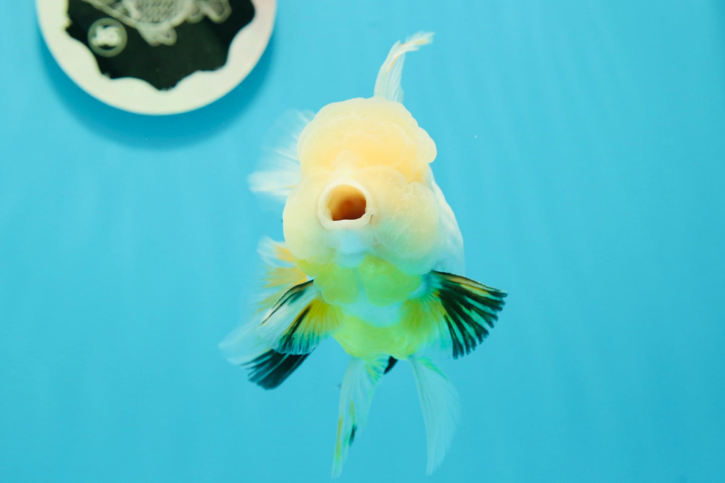 RARE YELLOW Lemonhead Neon Tail Oranda Male 5 inches #0531OR_12