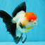 Tricolor Oranda Female 5-5.5 inches #041026OR_06