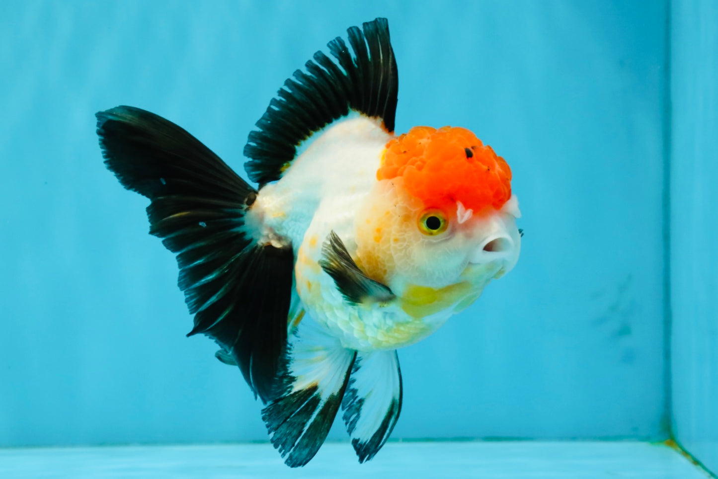 Tricolor Oranda Female 5-5.5 inches #041026OR_06