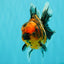 AAA Grade Tiger Oranda Male 6-6.5  inches #071026OR_36