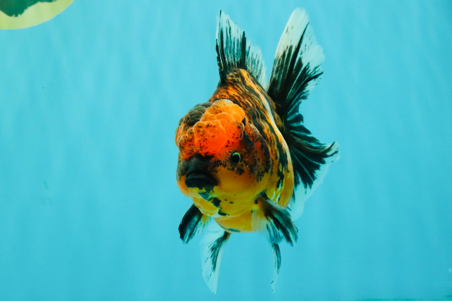 AAA Grade Tiger Oranda Male 6-6.5  inches #071026OR_36