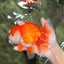 CHUNKY A Grade Red White Oranda Male 6 inches #040326OR_15