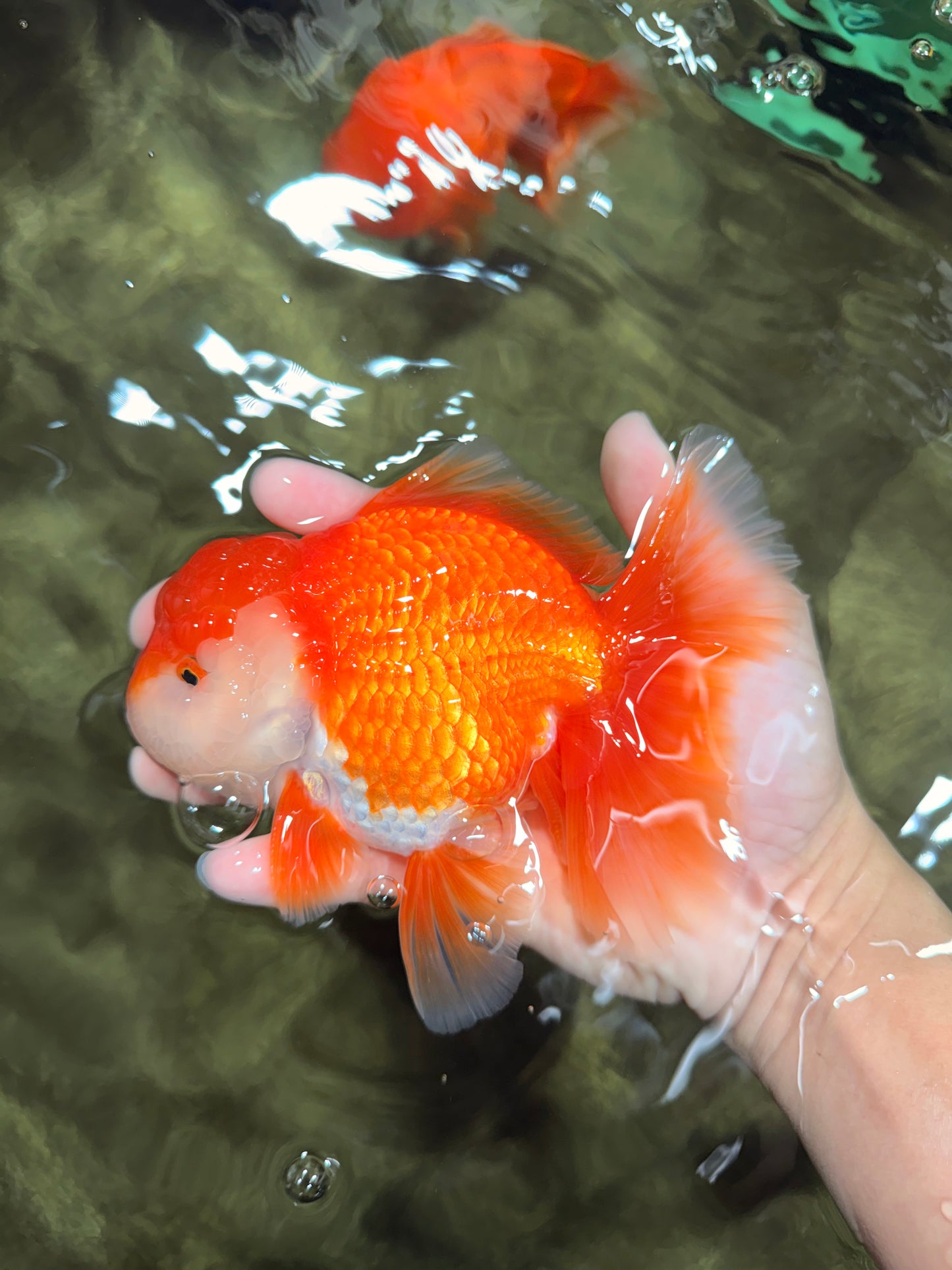 CHUNKY A Grade Red White Oranda Male 6 inches #040326OR_15