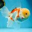 AAA Grade SUNNY Red White Oranda Male 6 inches #082925OR_12