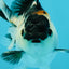 Panda Oranda Male 3-3.5 inches #1004OR_26