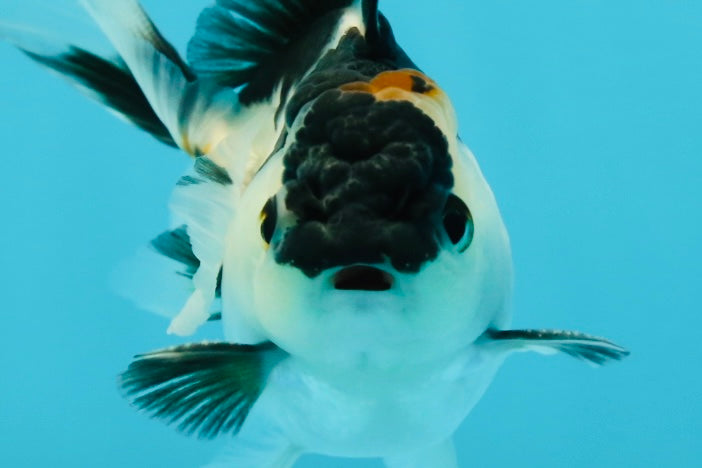 Panda Oranda Male 3-3.5 inches #1004OR_26