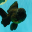JUMBO AAA Grade Godzilla Black Oranda Male 6-6.5 inches #050826OR_01