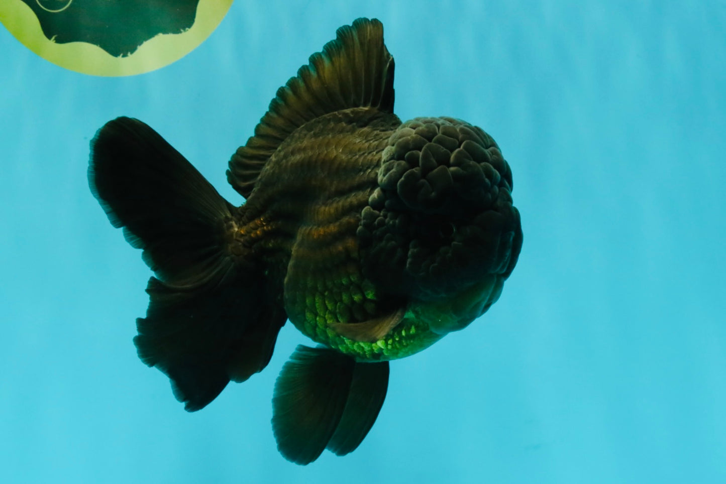 JUMBO AAA Grade Godzilla Black Oranda Male 6-6.5 inches #050826OR_01