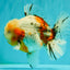 CHONKY AAA Grade Calico Oranda Male 6-6.5 inches #101626OR_21
