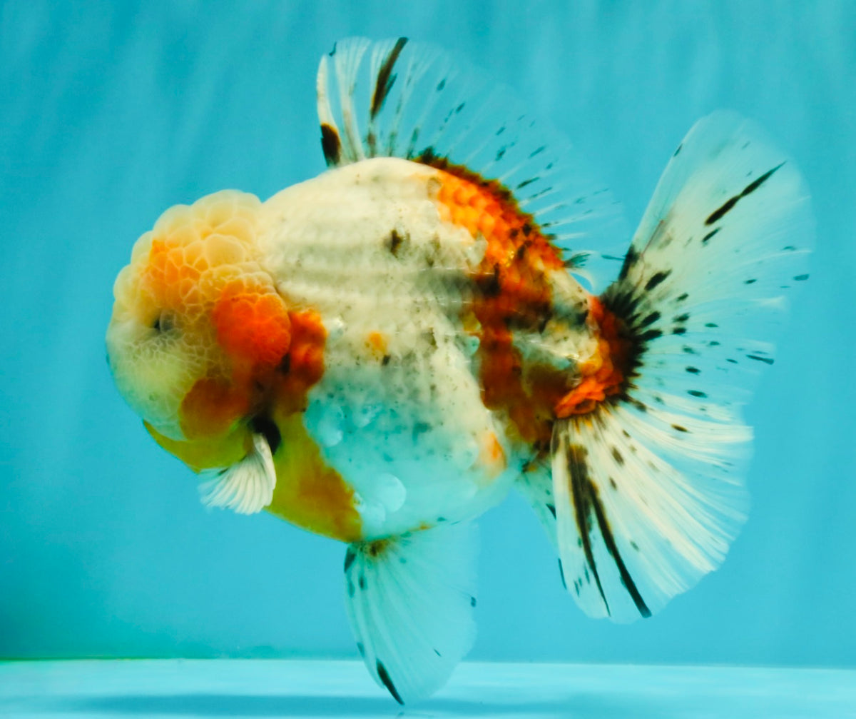 CHONKY AAA Grade Calico Oranda Male 6-6.5 inches #101626OR_21