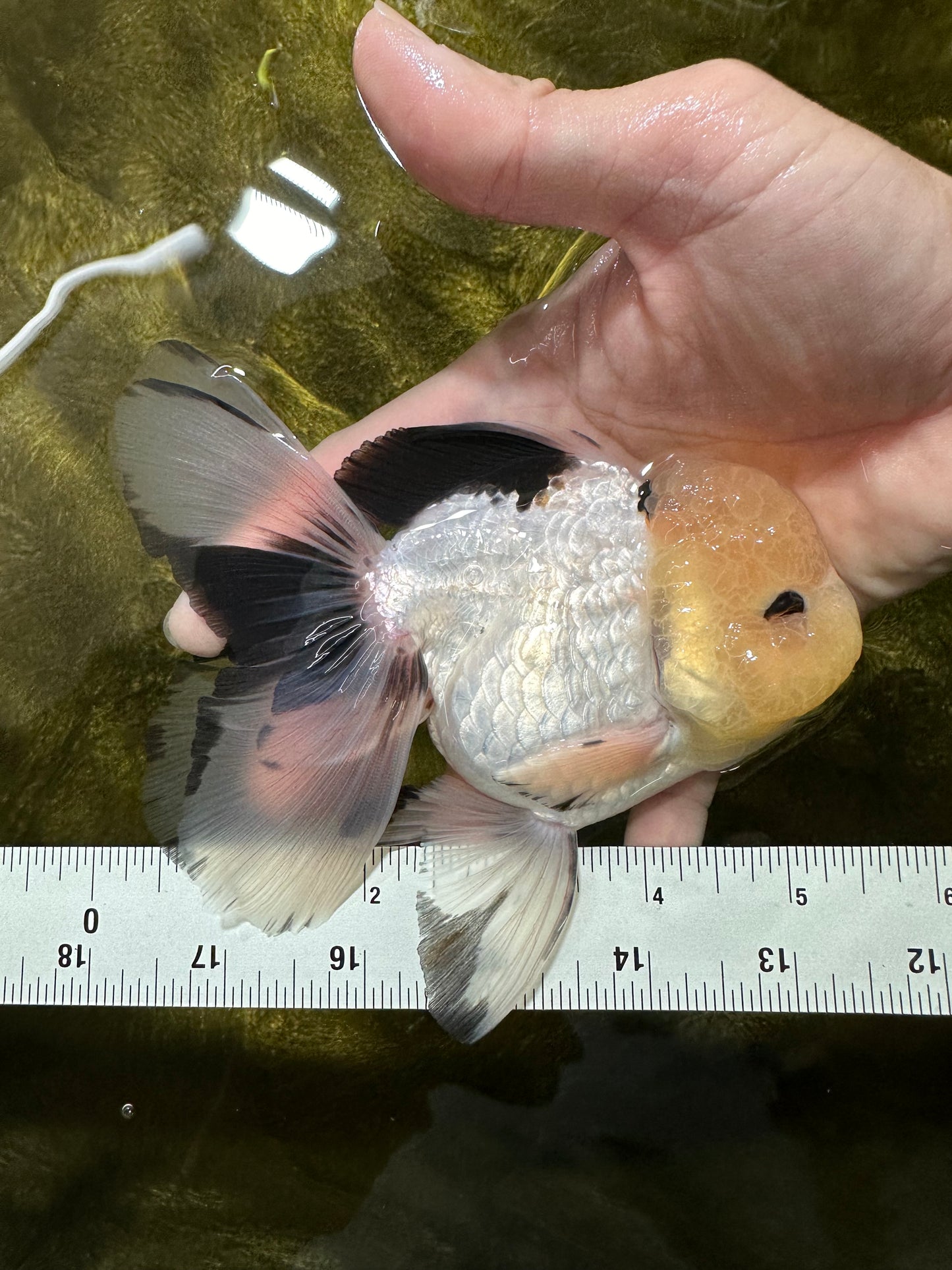 AAA Grade Lemonhead Panda Button Eyes Oranda Male 5.5 inches #112224OR_11