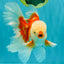 CHICKIE AAA Grade Red White Oranda Male 6 inches #072426OR_06