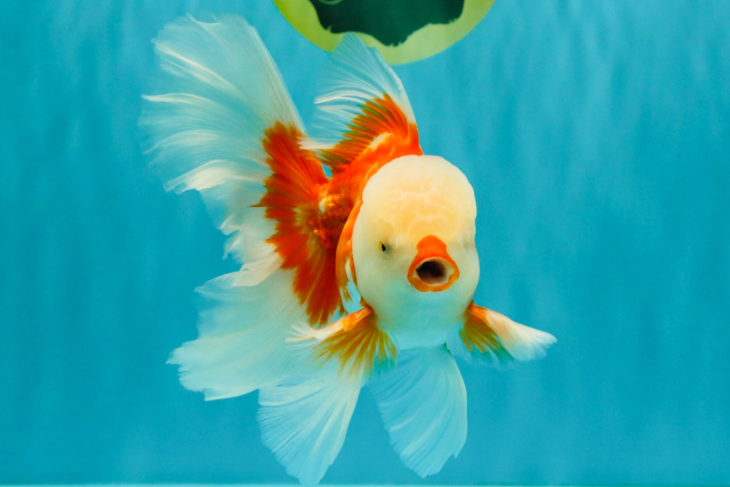 CHICKIE AAA Grade Red White Oranda Male 6 inches #072426OR_06