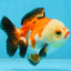 Tricolor Yuanbao Female 4 inches #111425YB_01