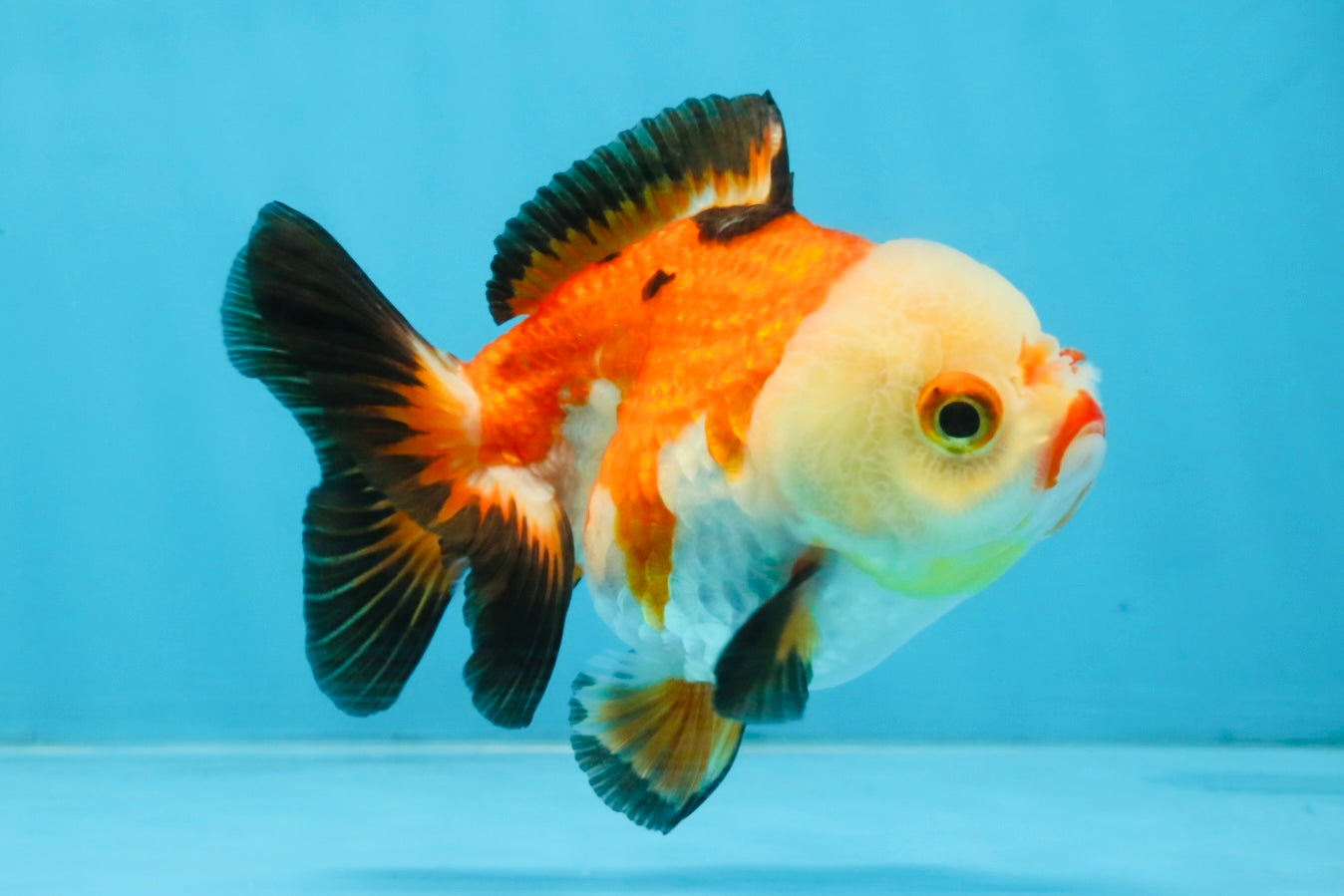 Tricolor Yuanbao Female 4 inches #111425YB_01