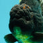 AAA Grade Broadtail Black Godzilla Oranda Male 7 inches #071026OR_01