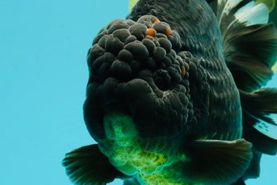 AAA Grade Broadtail Black Godzilla Oranda Male 7 inches #071026OR_01