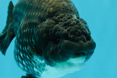 A Grade Blue Chinese Ranchu Female 5 inches #022726RC_22