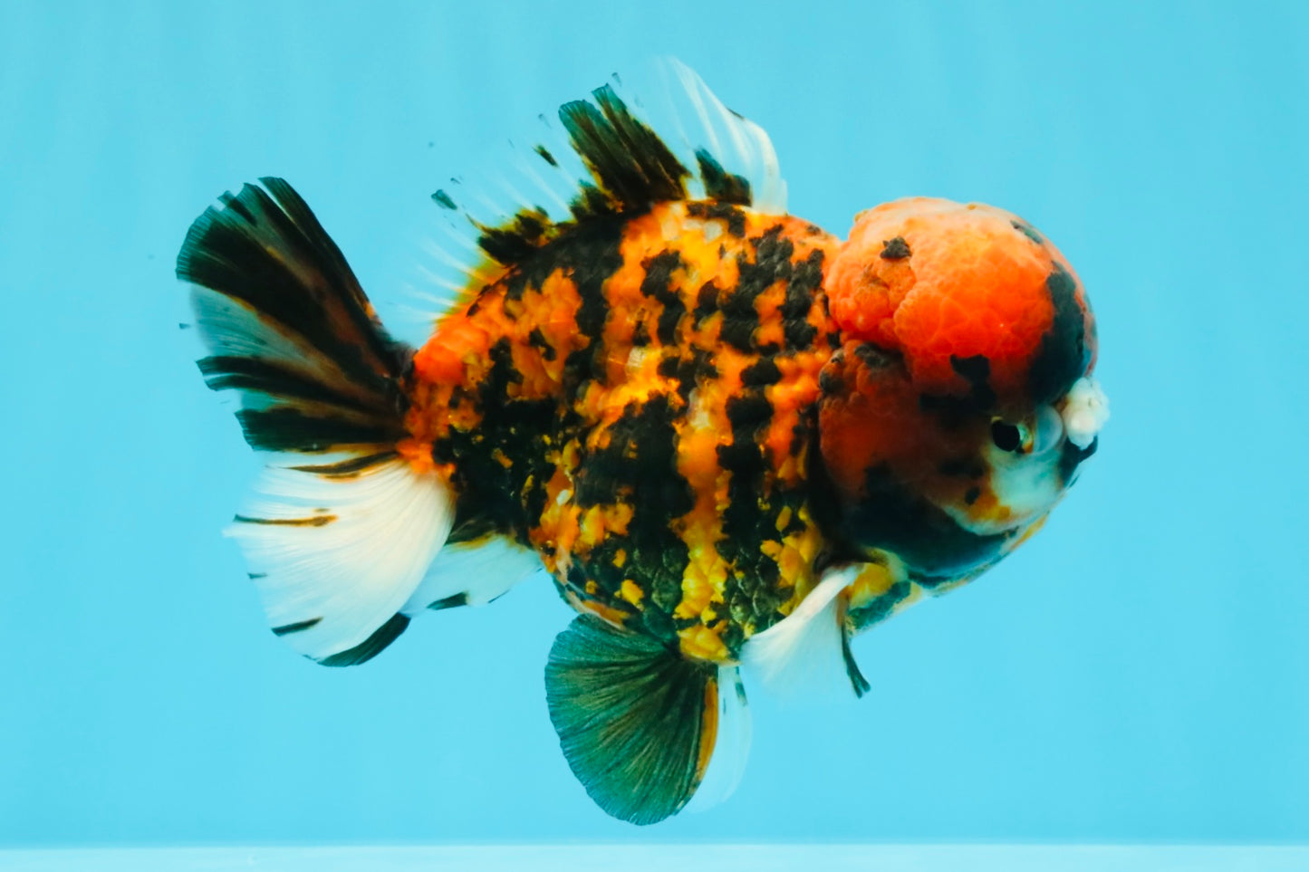 A Grade Pompom 2 Tone Yuanbao Male 5.5 inches #030626YB_14