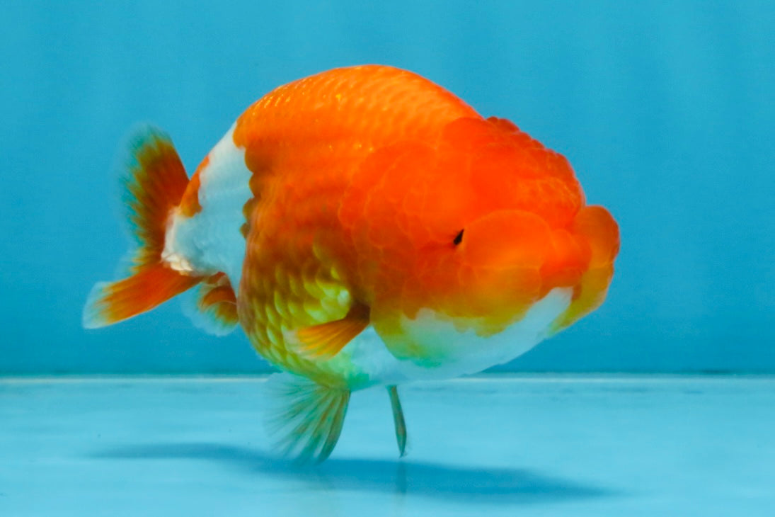 A Grade Red White LionQueen 4 inches #112825LC_06