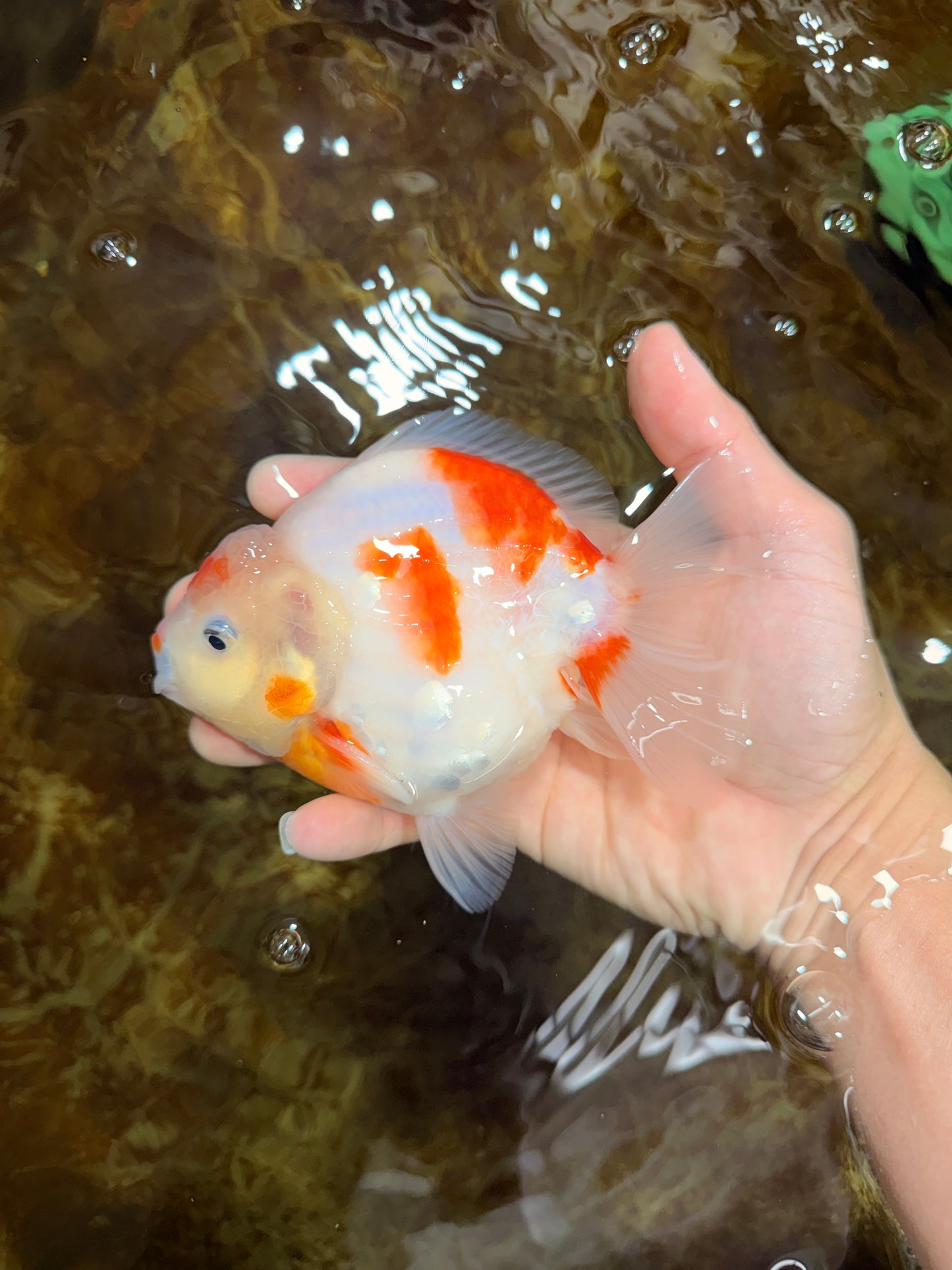 AAA Grade Godzilla Sakura Yuanbao Male 5-5.5 inches #112825YB_18