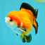 CHUBBY A Grade Apache Yuanbao Male 4.5 inches #051526YB_10