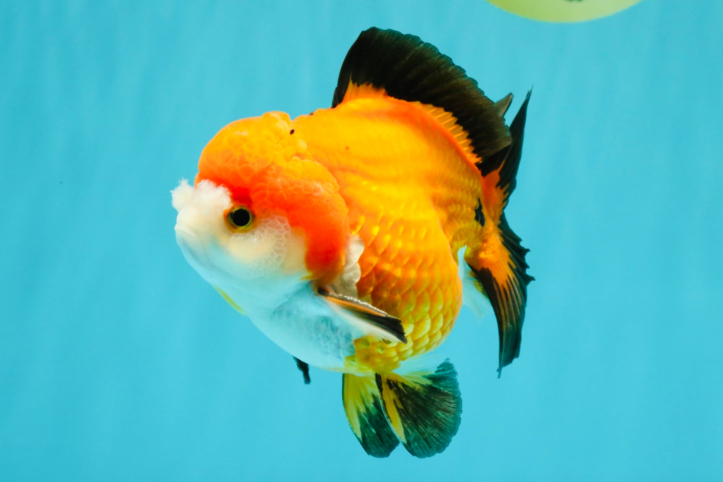 CHUBBY A Grade Apache Yuanbao Male 4.5 inches #051526YB_10